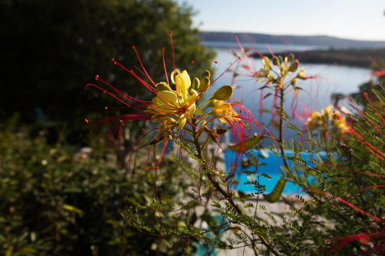 Resort Haus Toma Cesarica Bagian luar foto